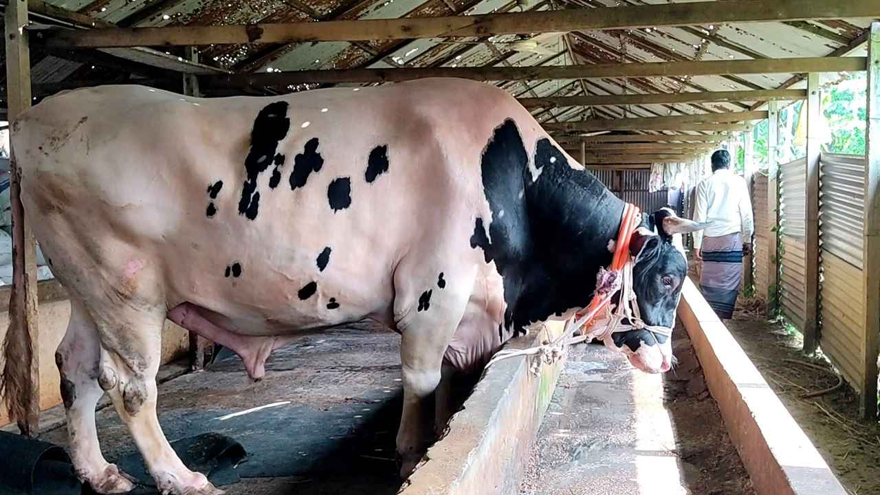 ৪৩ মণের নাতিবাবুর দাম ১৫ লাখ টাকা