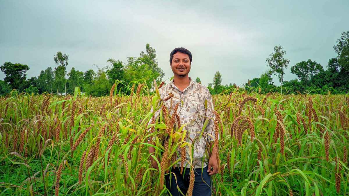 বাদামের সঙ্গে কাউন চাষে সফল দিনাজপুরের রেজা