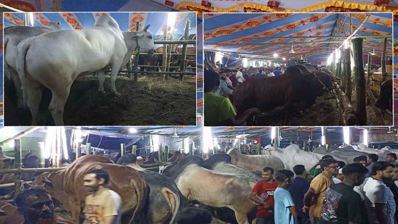 এবার বড় গরু দুচিন্তায় ফেলেছে ব্যাপারীদের