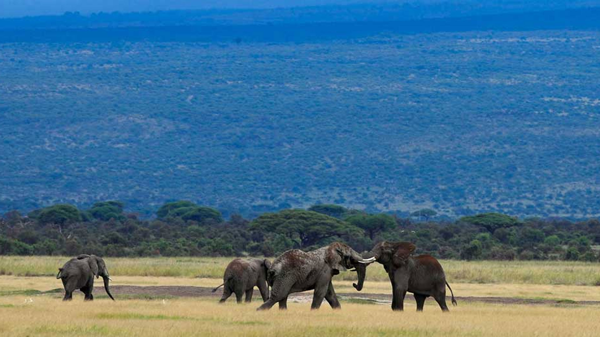 elephants1