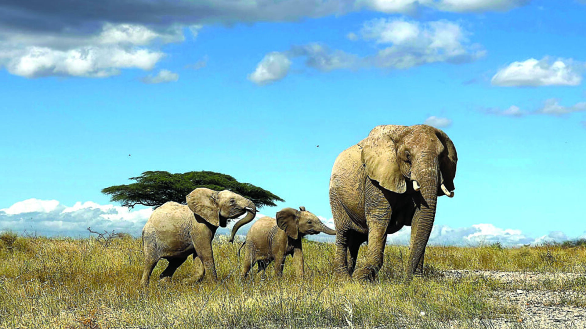 elephants3