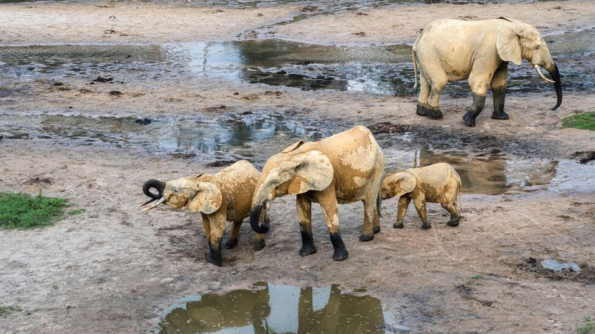 elephants4