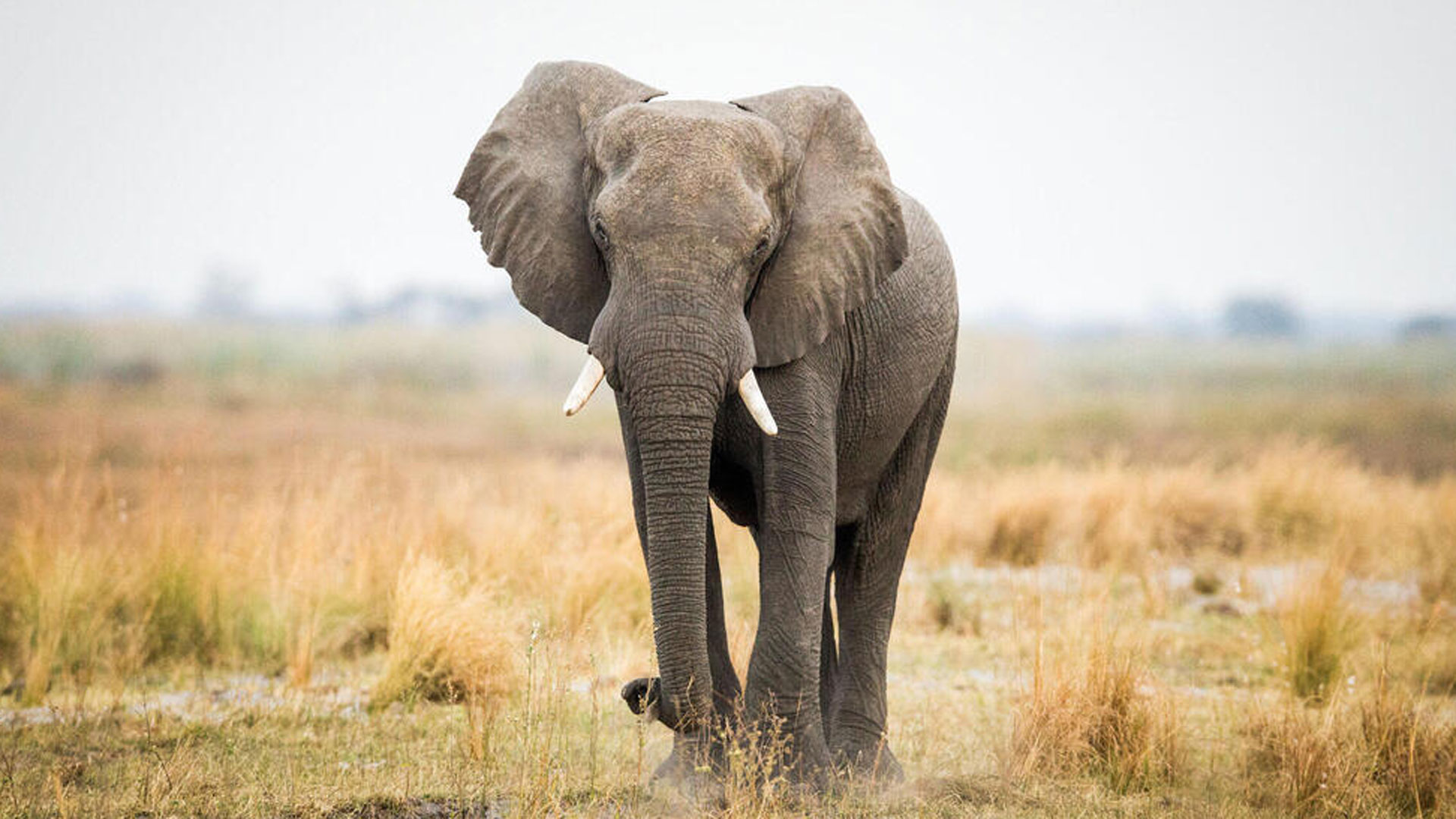 elephants5