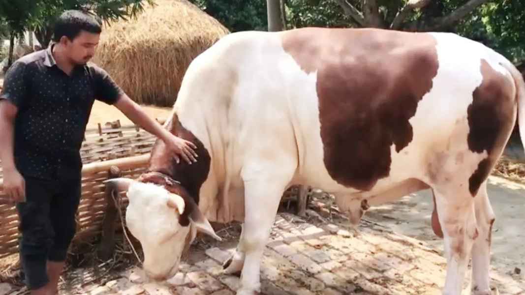 ৮৪০ কেজির ‘টাইটানিকের’ দাম ১০ লাখ