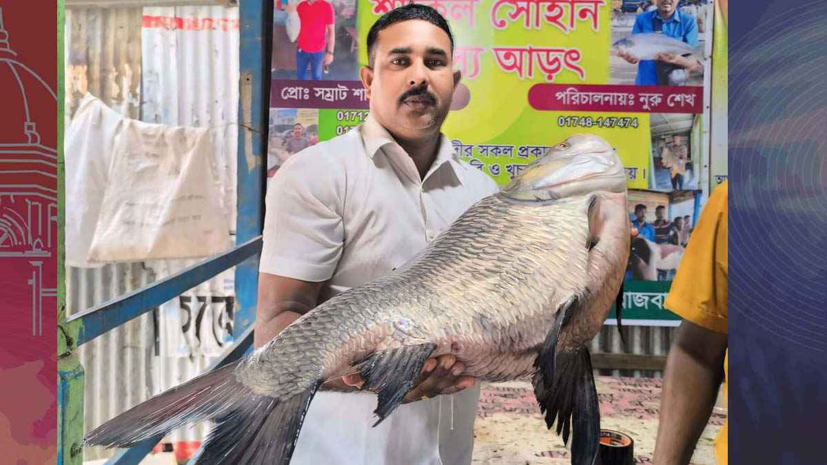 পদ্মায় জেলের জালে ১৬ কেজির কাতল, ২৪ হাজারে বিক্রি