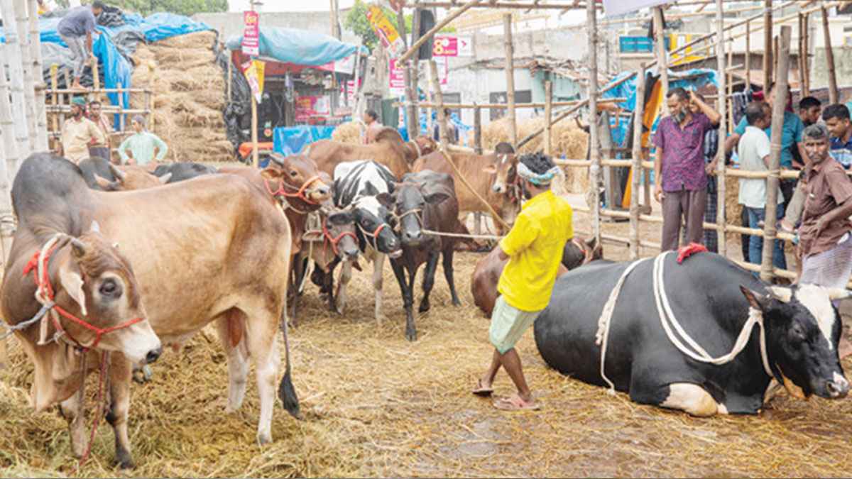 ময়মনসিংহে গরু নিয়ে বিপাকে খামারিরা