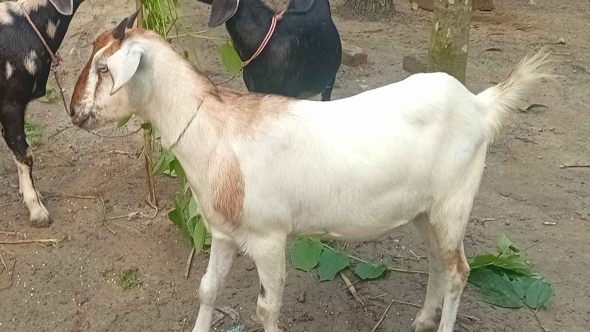 সম্পদ বণ্টন না হওয়া অবস্থায় ভাই-বোন মিলে একট ছাগল কোরবানি করলে হবে?