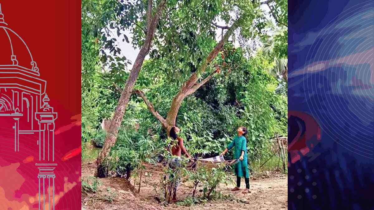 জাম পাড়তে উঠে কিশোরের মৃত্যু