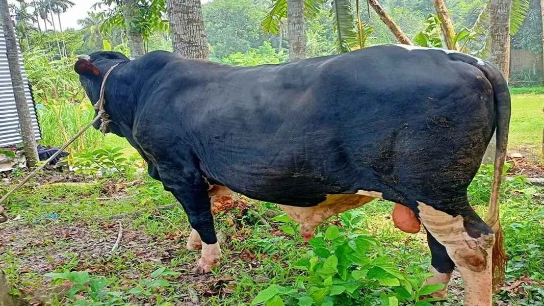 ‘কালা পাহাড়ের’ দাম উঠেছে ১০ লাখ