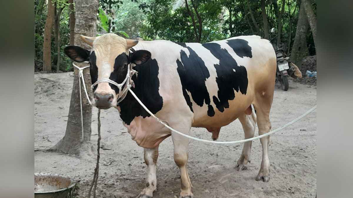 এবার কোরবানির হাট মাতাবে ১৮ মণ ওজনের ‘কিং’