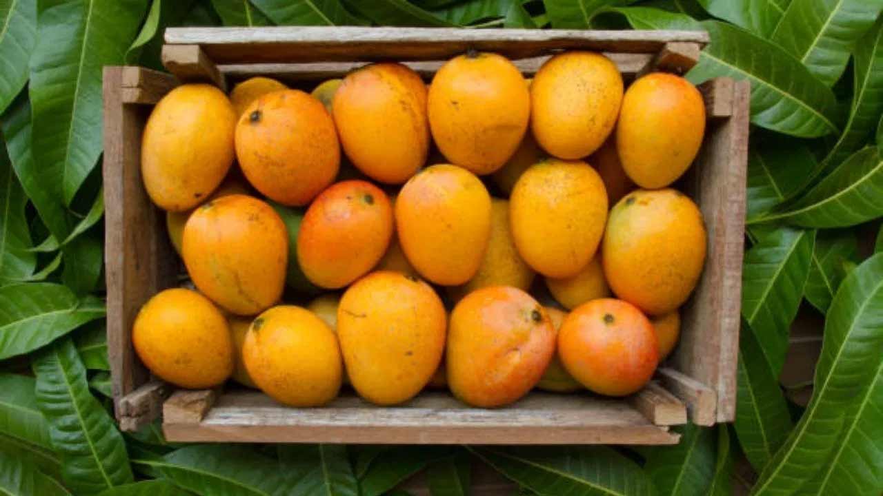 mango-pic mango-pic