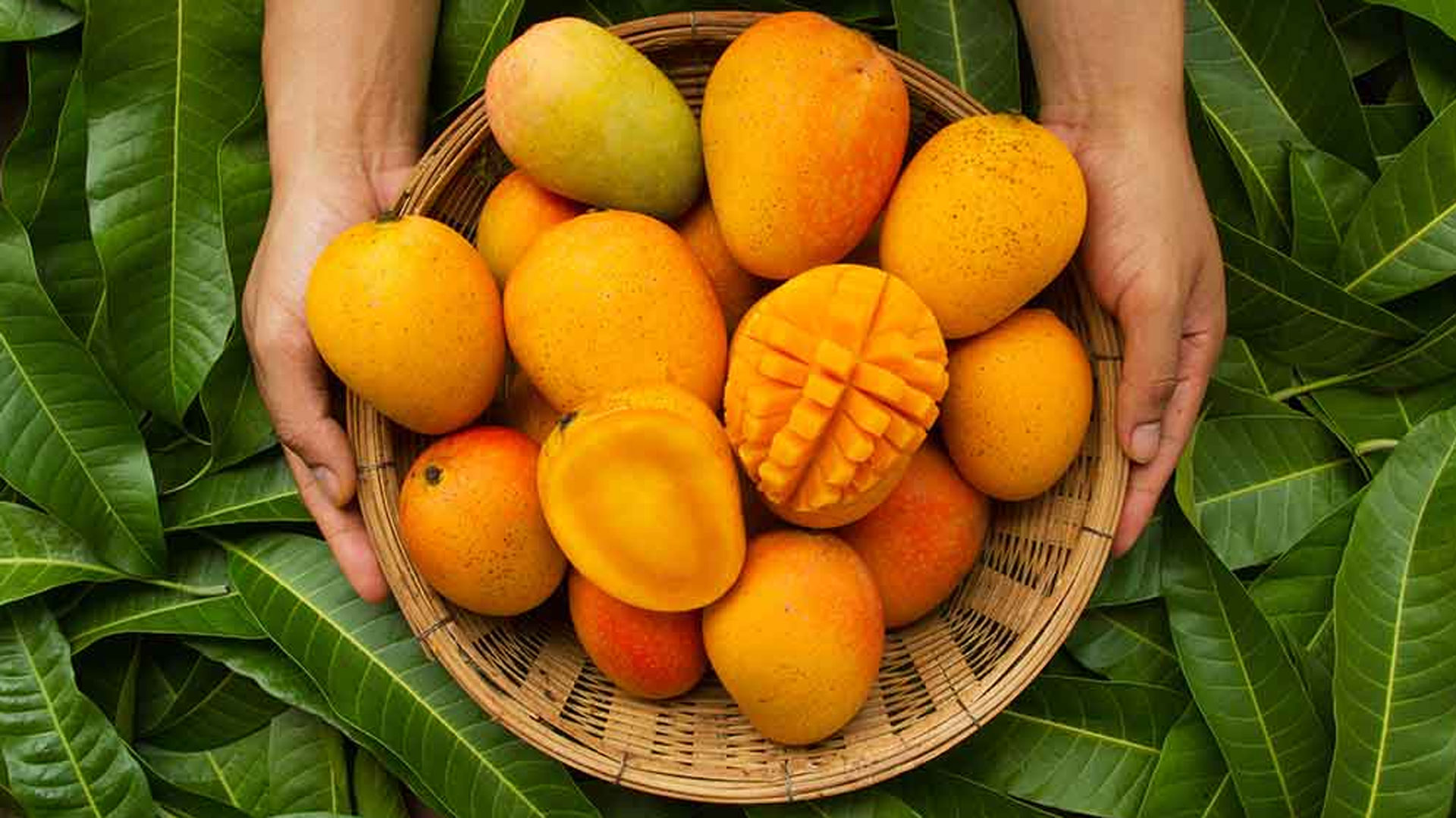 mango3