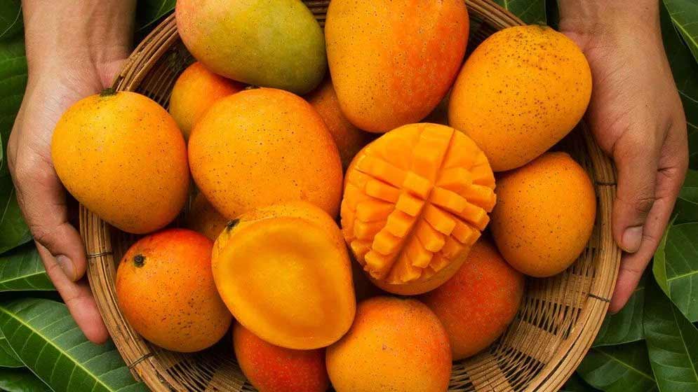 mango mango