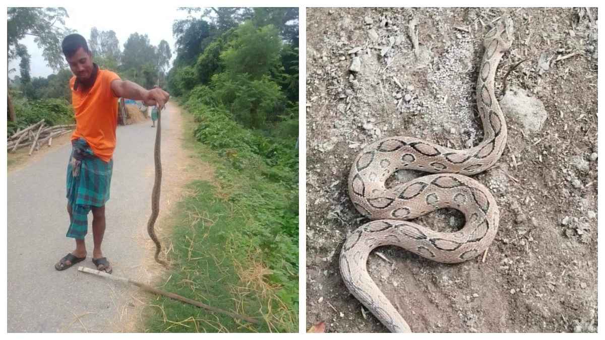 ধামইরহাটে দুই রাসেলস ভাইপার পিটিয়ে মারল স্থানীয়রা