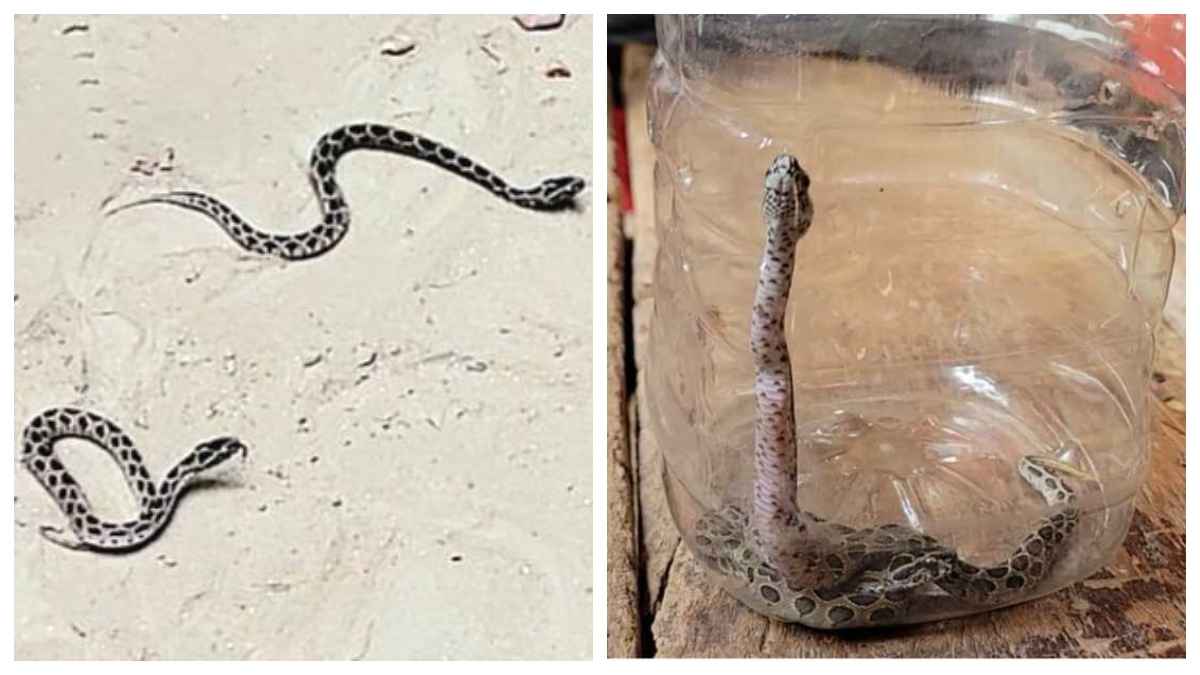 আবারও পদ্মার চরে ধরা পড়ল রাসেলস ভাইপারের ৩ বাচ্চা