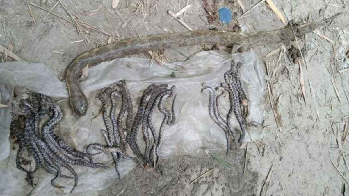 রাসেলস ভাইপার ভেবে ২৯ বাচ্চাসহ অন্য সাপ পিটিয়ে মারল এলাকাবাসী