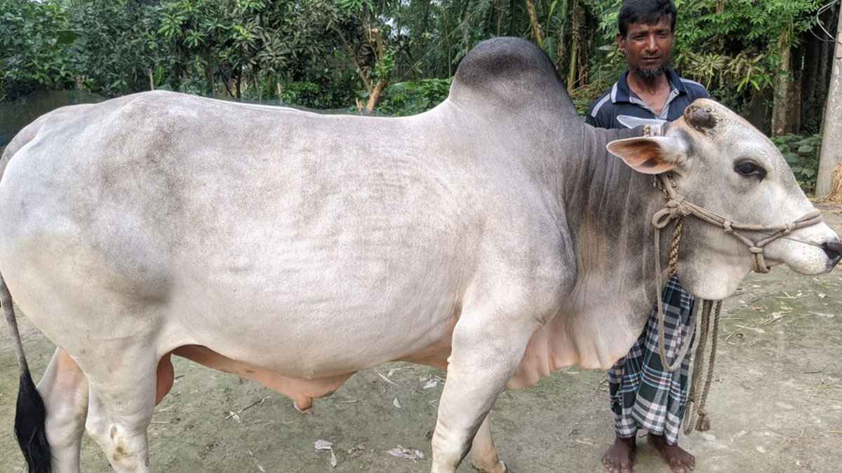 নকলায় হাট কাঁপাবে ১৮ মণের ‘নবাব’!