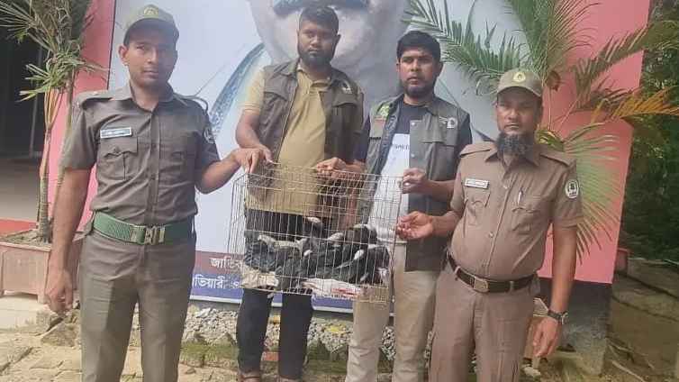 উদ্ধার হওয়া ১২ পানকৌড়ি গেল রাঙ্গুনিয়া ইকোপার্কে