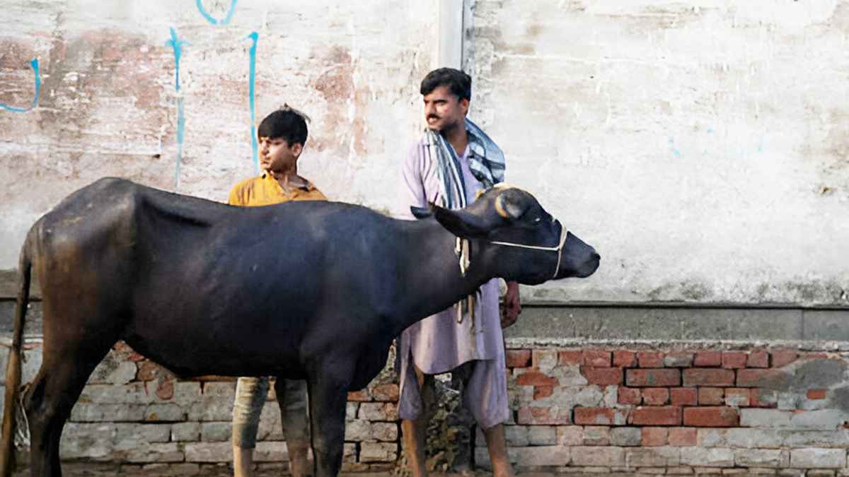 পশু জবাইয়ের সময় কোরবানিদাতার নাম নেওয়া কি জরুরি?