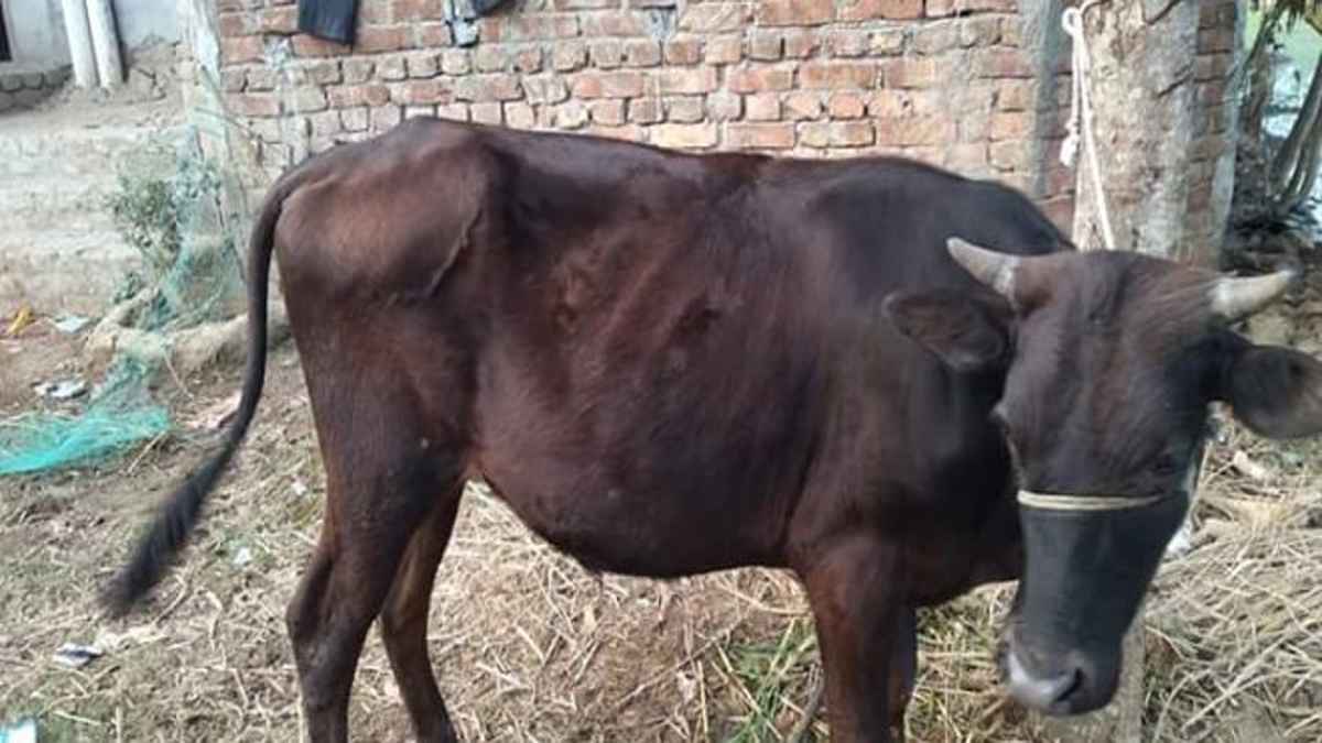 কোরবানির পশুর যেসব ত্রুটি গ্রহণযোগ্য