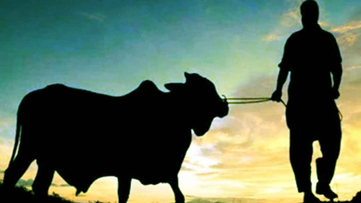 কোরবানির পশু জবাইয়ের নিয়ম ও দোয়া