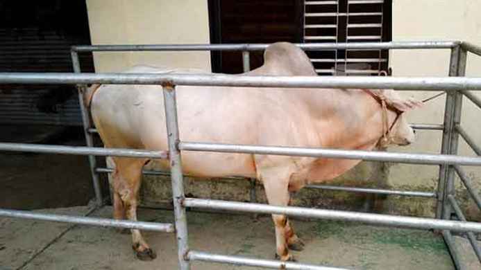 কোরবানির পশু ওজন করে বেচাকেনার বিধান