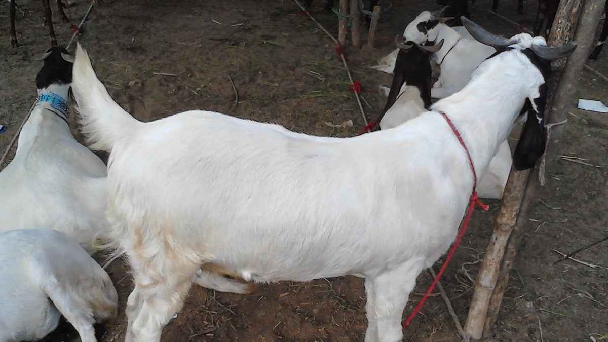 ঋণ থাকলে কোরবানির বিধান কী