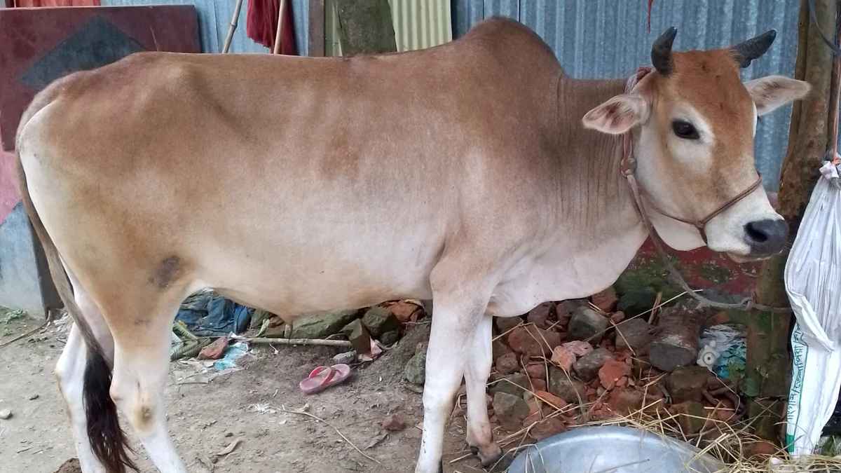 কোরবানিতে শরিকের সংখ্যা বিজোড় হওয়া কি উত্তম?