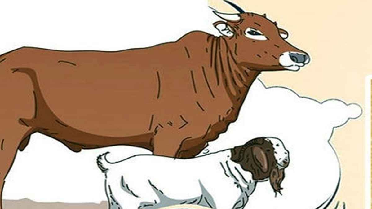 কোরবানির পশুর যেসব অংশ খাওয়া নাজায়েজ