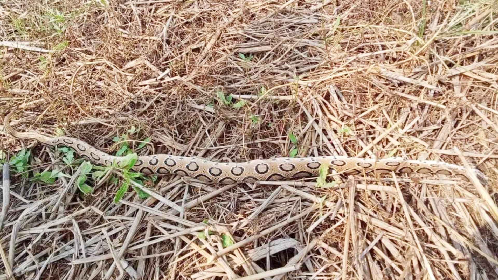 ঝালকাঠিতে চাচার হাতে ভাতিজা খুন