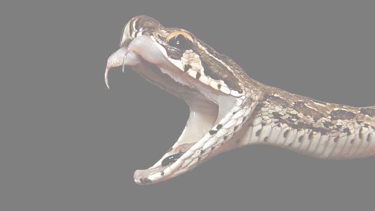 বিষধর রাসেল ভাইপার আতঙ্ক দোহারের চরাঞ্চলে