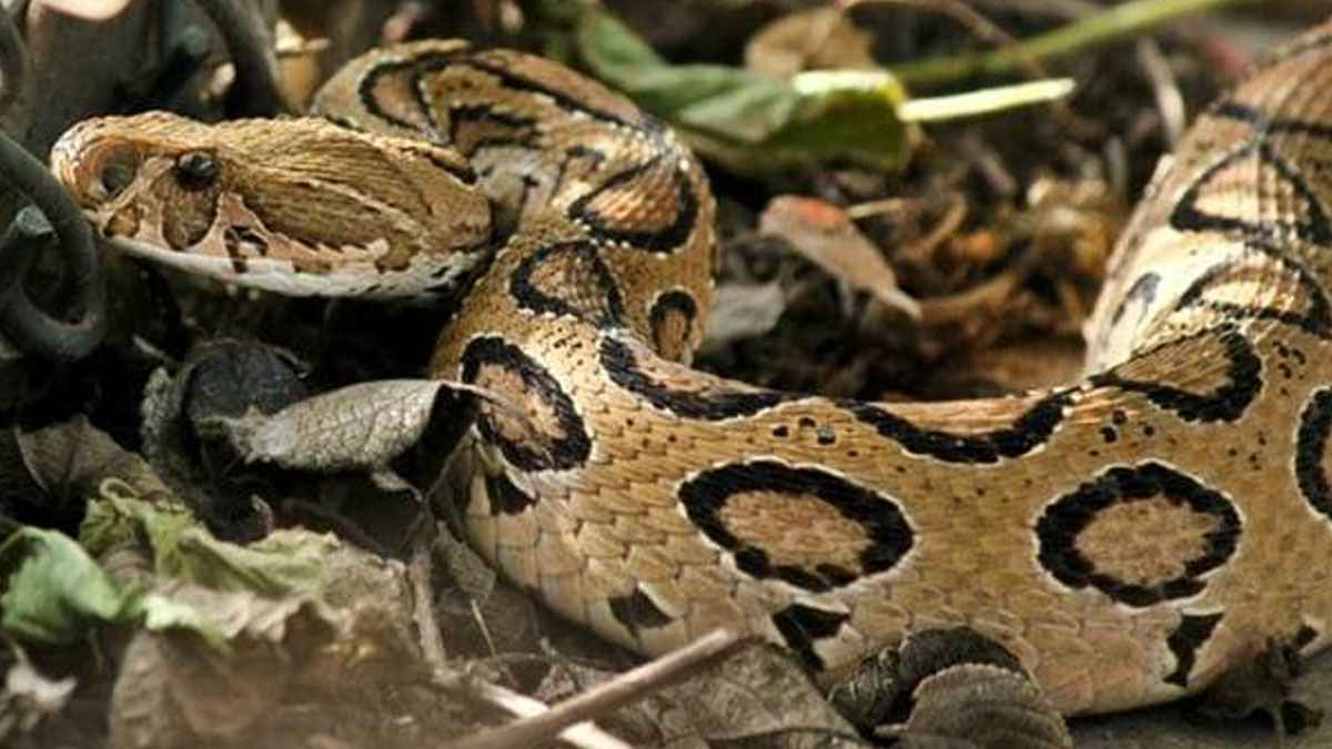 রাবিতে কি রাসেলস ভাইপারের অস্তিত্ব আছে