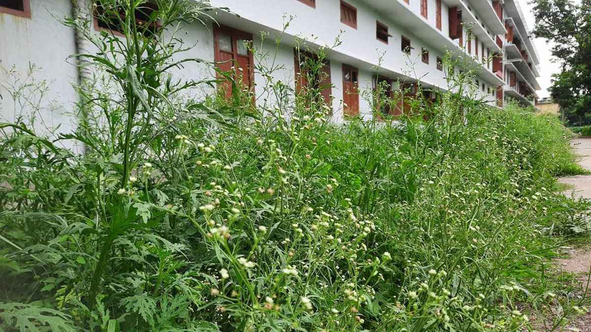 রাবি ক্যাম্পাসজুড়ে বিষবাষ্প ছড়াচ্ছে নিরব ঘাতক পার্থেনিয়াম