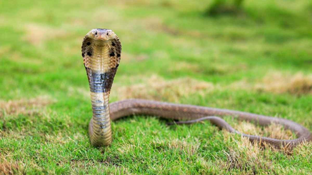 থালা বাসান ধুতে গিয়ে সাপের কামড়ে গৃহবধূর মৃত্যু