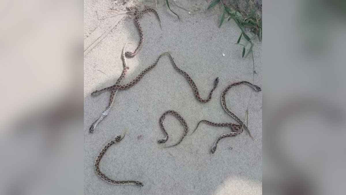 পুলিশ একাডেমি থেকে ১৬ রাসেলস ভাইপার উদ্ধার