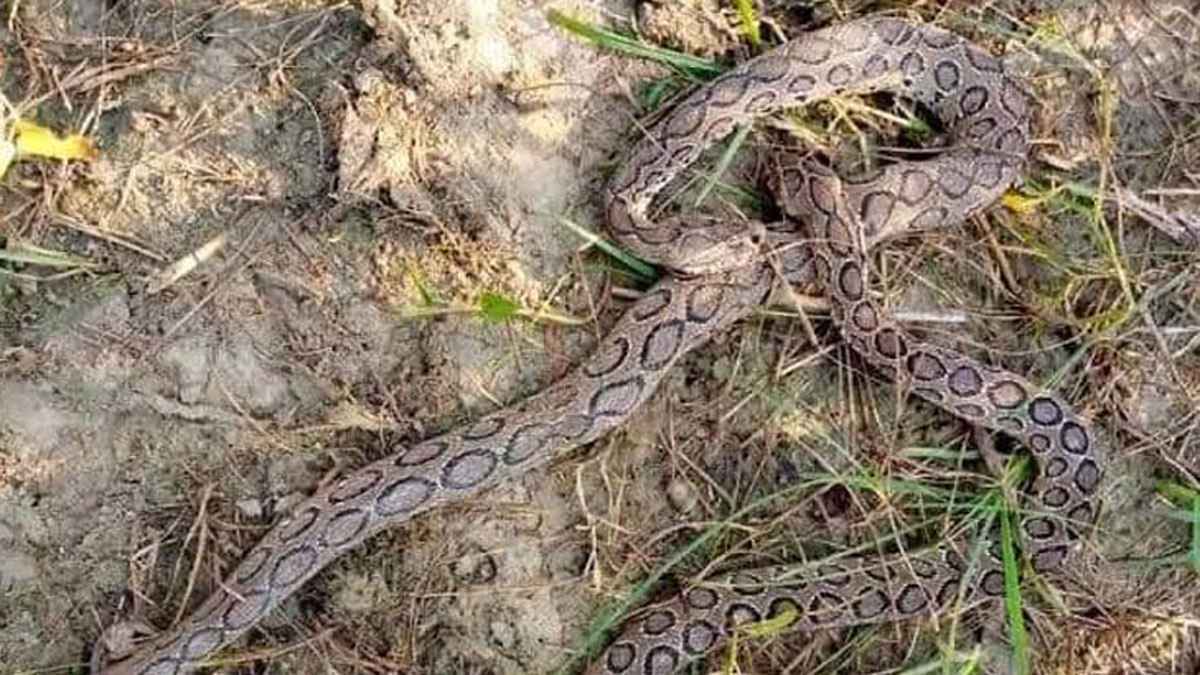 রাসেলস ভাইপার নিয়ে যা বলছেন সাভারের বেদেরা