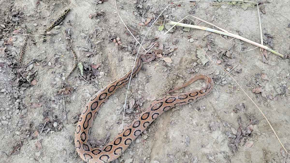 নাটোরে পদ্মার চরে দেখা মিলল ৪ রাসেল'স ভাইপার