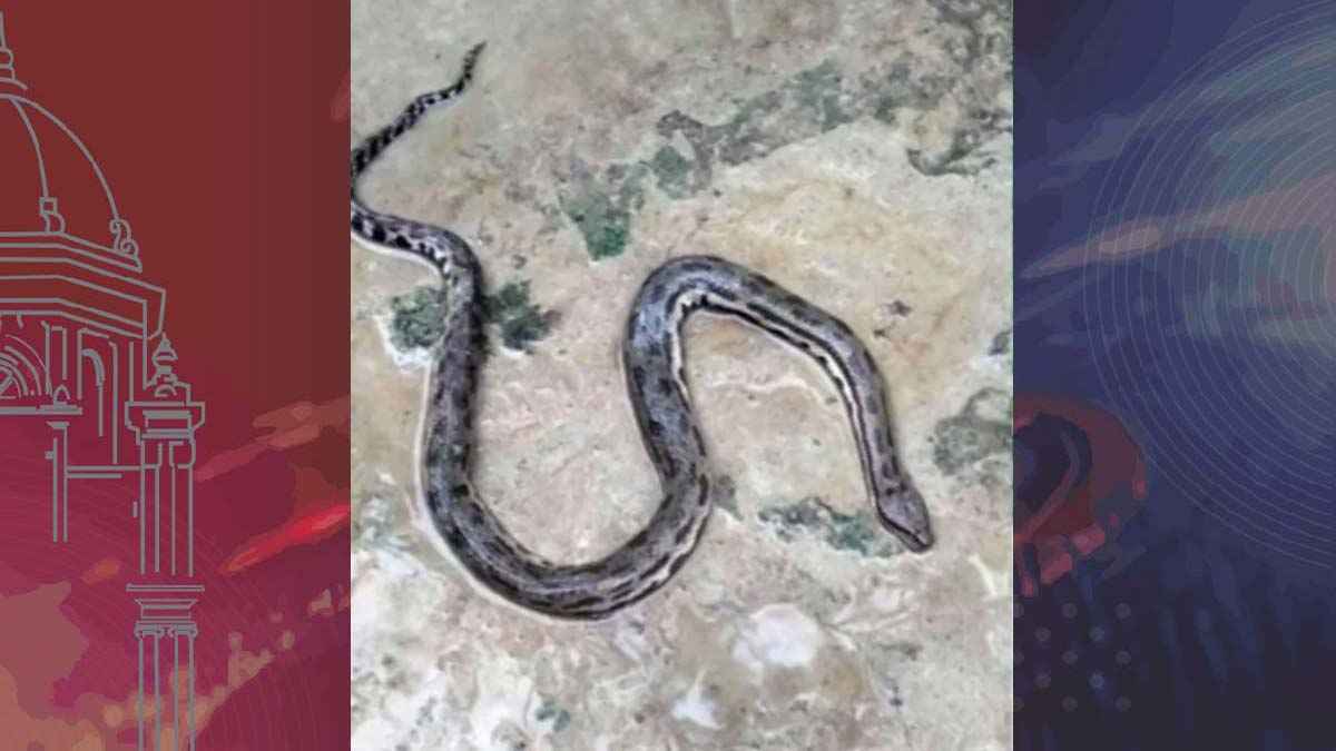 ঘাস কাটতে গিয়ে রাসেলস ভাইপারের দংশন, হাসপাতালে কৃষক