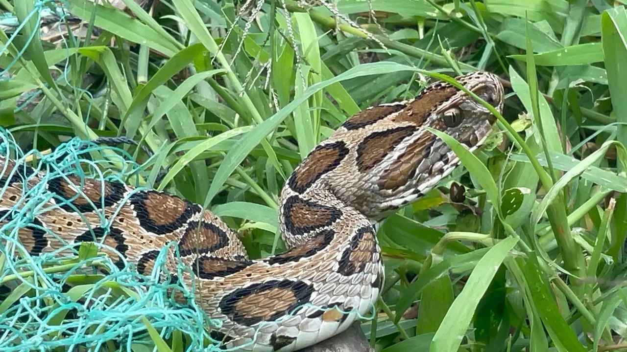 শরীয়তপুরে ভয়ংকর রাসেল ভাইপার উদ্ধার