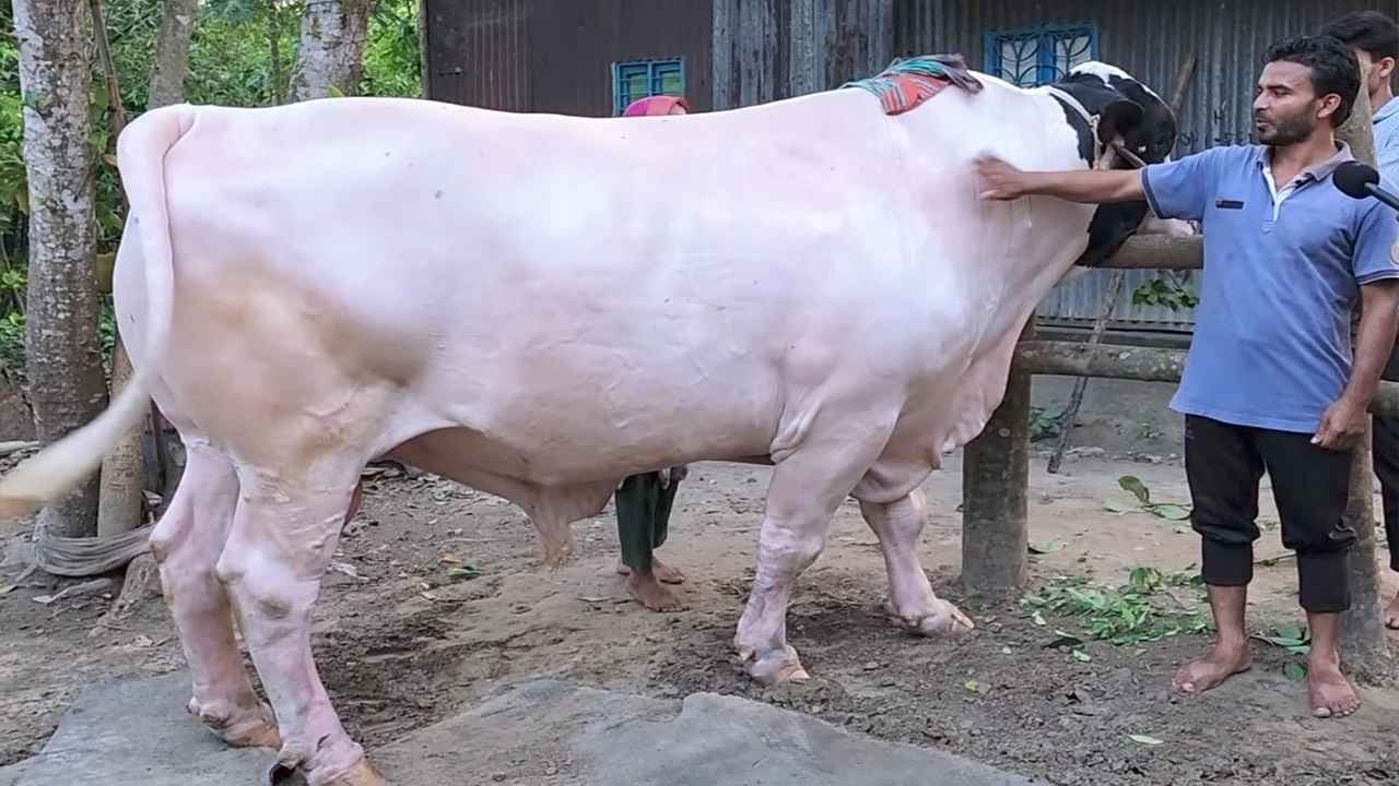 ‘সুলতান রাজার’ দাম উঠেছে ১৫ লাখ