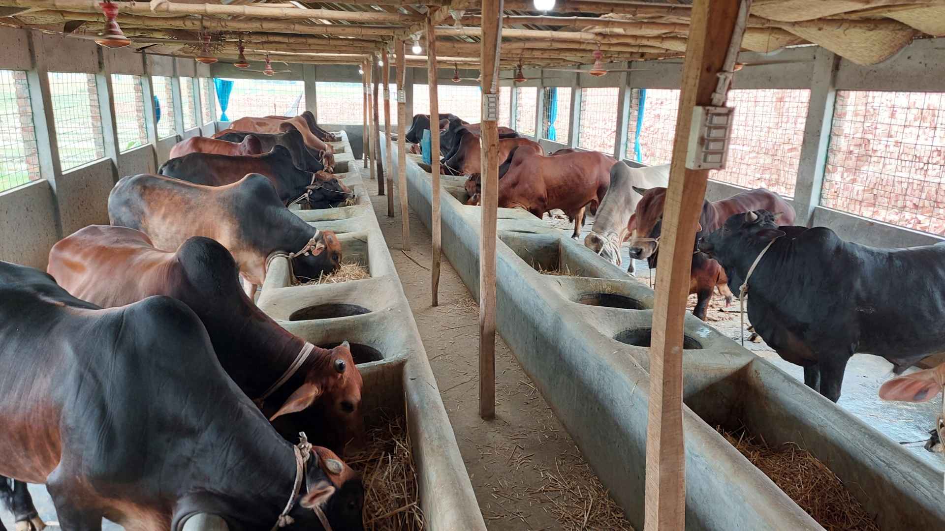 জামালপুরে কোরবানির জন্য প্রস্তুত লক্ষাধিক পশু