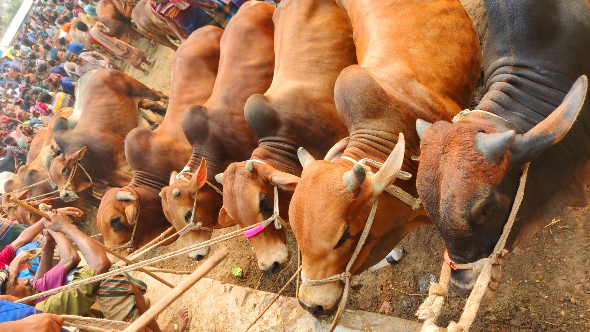 thumbnail_Chuadanga_Poshu_Hat_Photo-_(8)