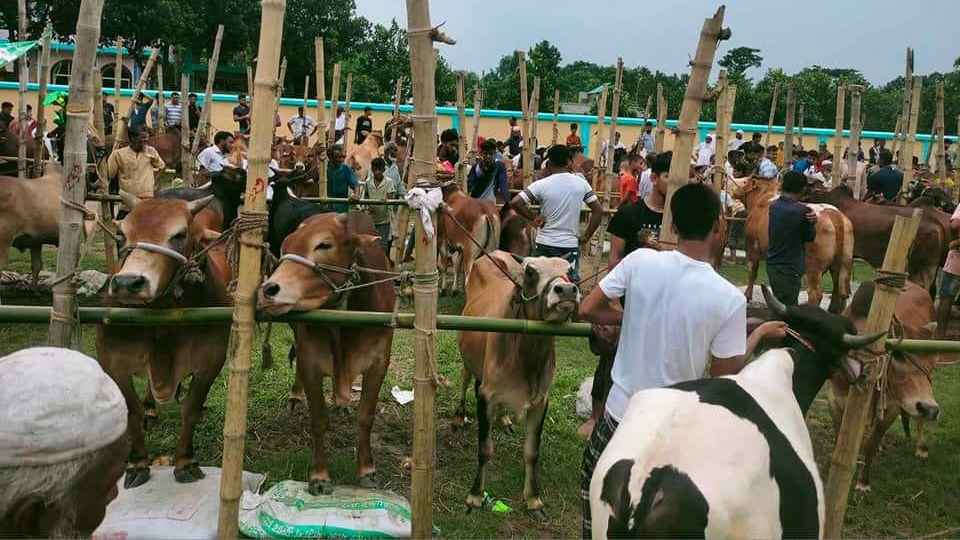কুমিল্লার পশু হাটে মাঝারি আকারের গরুর চাহিদা বেশি