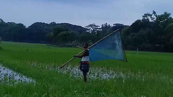 খাল-বিল থেকে হারিয়ে যাচ্ছে দেশীয় মাছ