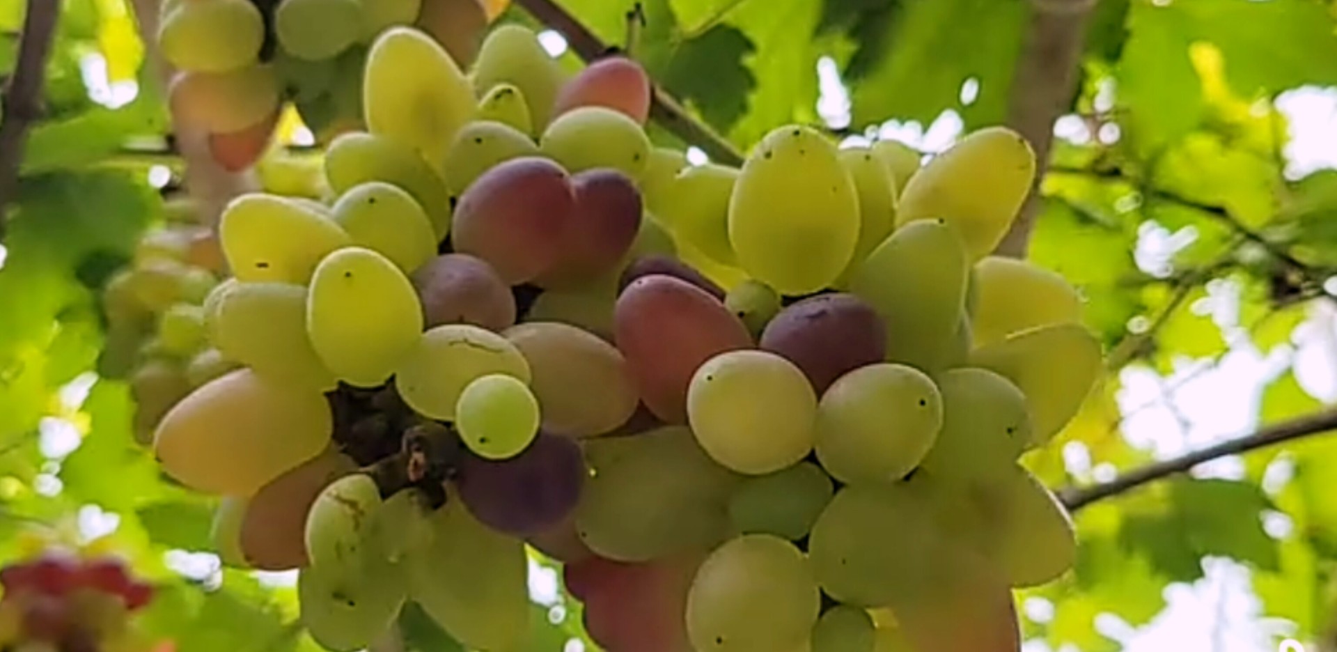 thumbnail_InShot_20240616_121811666