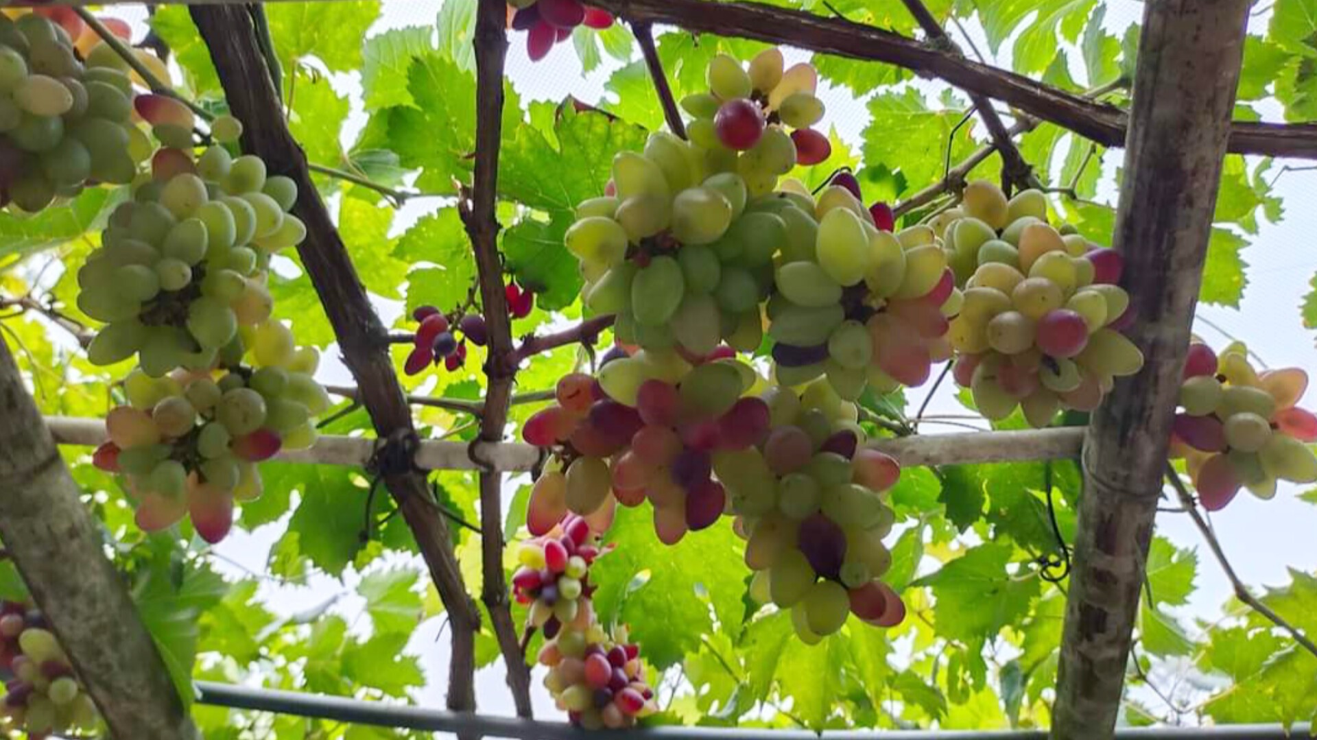 thumbnail_InShot_20240616_121937261