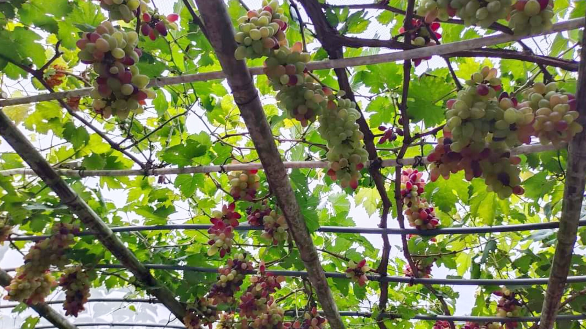 thumbnail_InShot_20240616_121956054