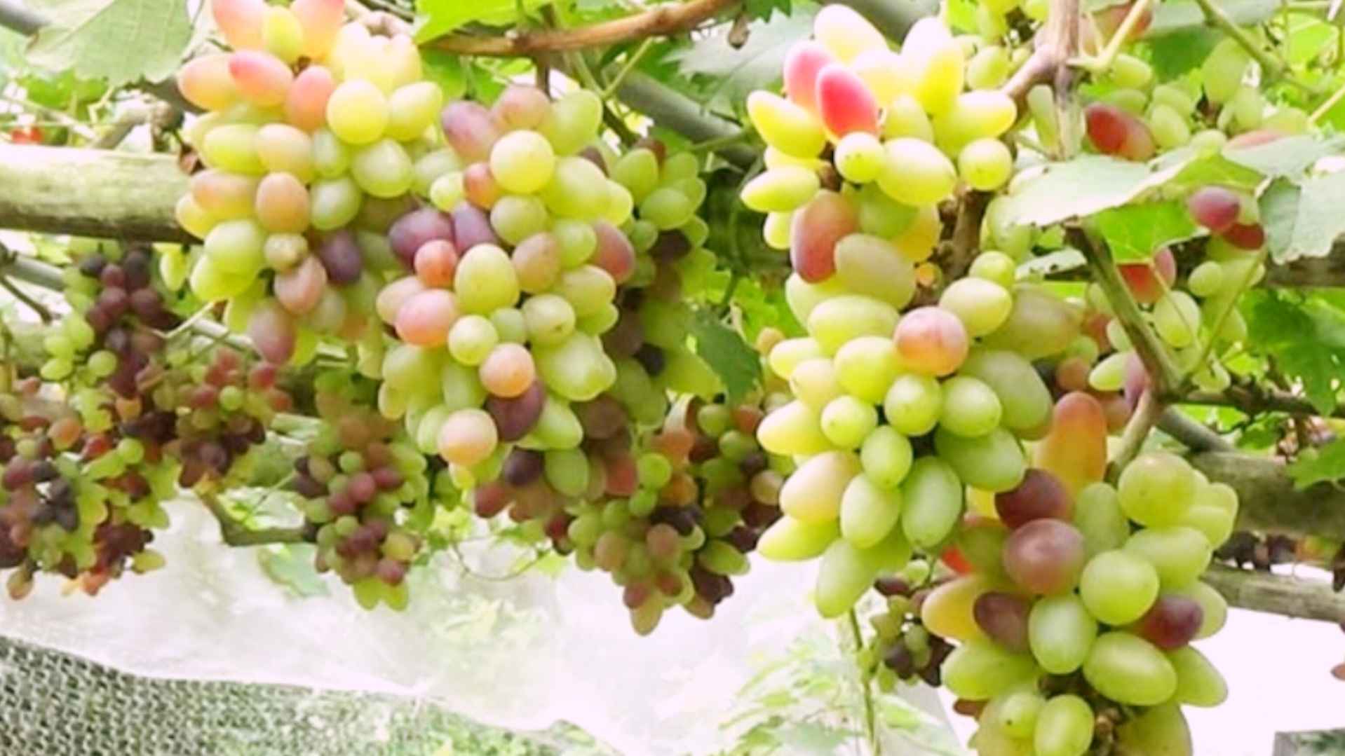 উঠনে আঙুরের বাগান করে সফল রাজবাড়ীর বাবু