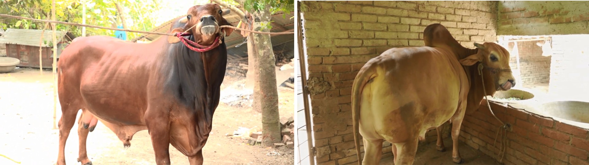 thumbnail_Jhenidha_mama_vagne_photo