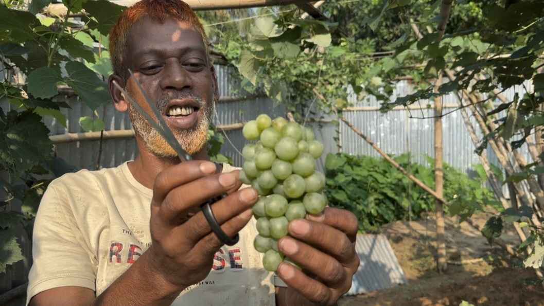 গারো পাহাড়ে মিষ্টি আঙ্গুর চাষে সফল জলিল, দেখছেন ব্যপক সম্ভাবনা